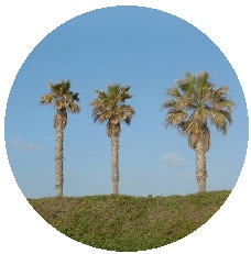 Palm Tree Pinback Buttons and Stickers