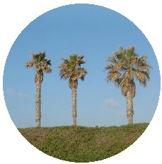 Palm Trees Pinback Buttons and Stickers