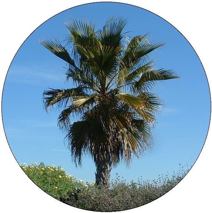 Palm Trees Pinback Buttons and Stickers