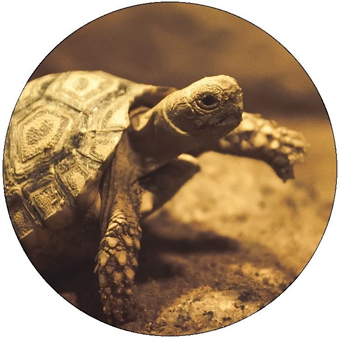 Turtle and Tortoise Pinback Buttons and Stickers