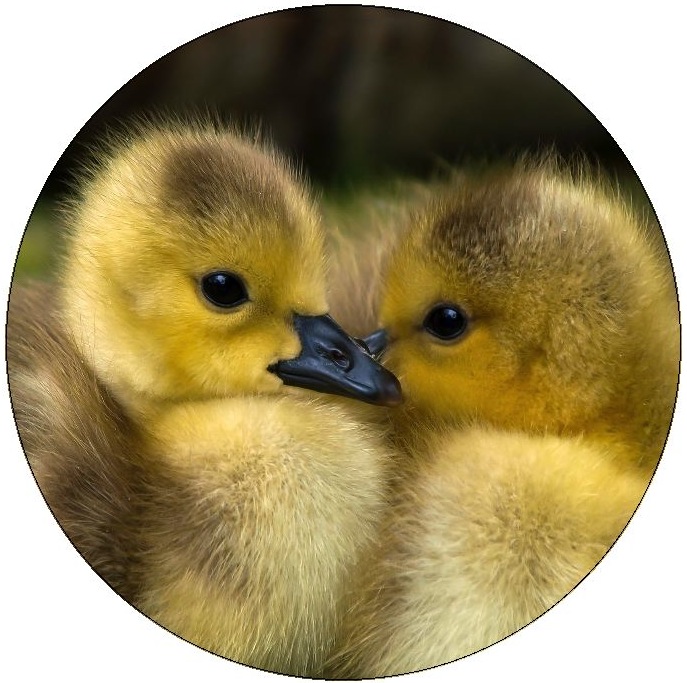 Waterfowl Pinback Button and Stickers