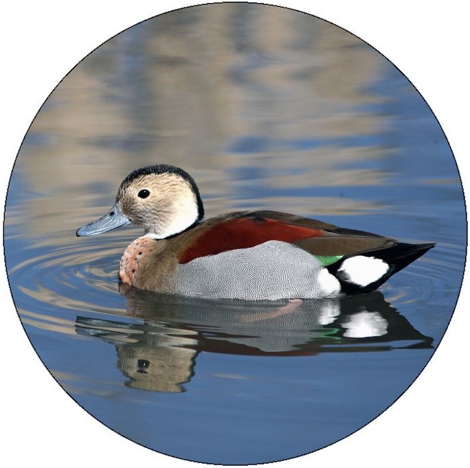 Duck Pinback Button and Stickers