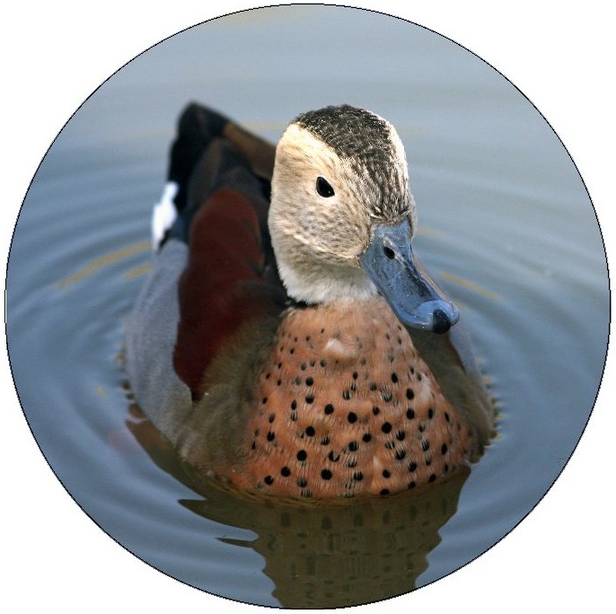 Duck Pinback Button and Stickers
