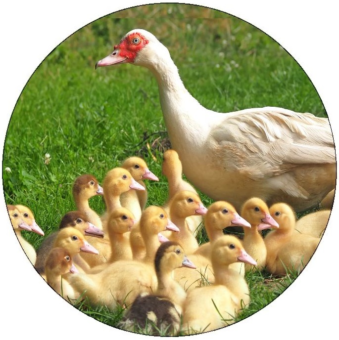Goose Pinback Button and Stickers