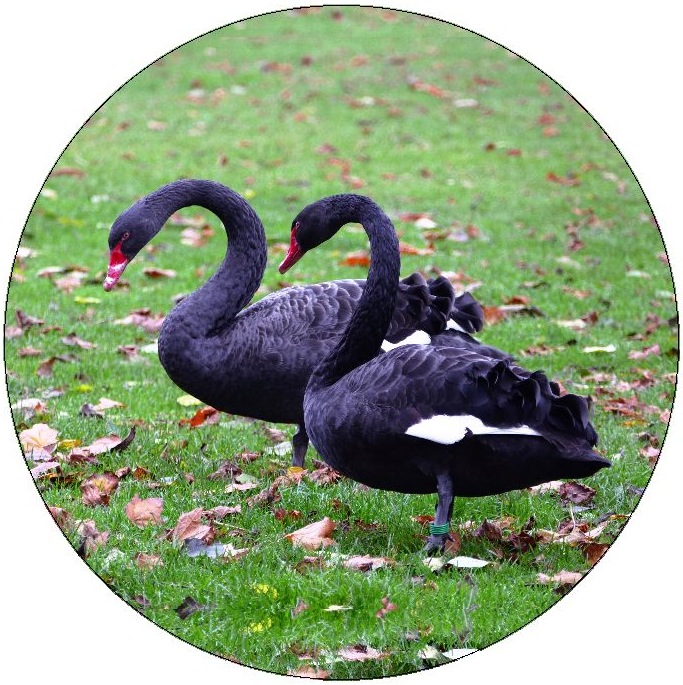 Waterfowl Pinback Button and Stickers