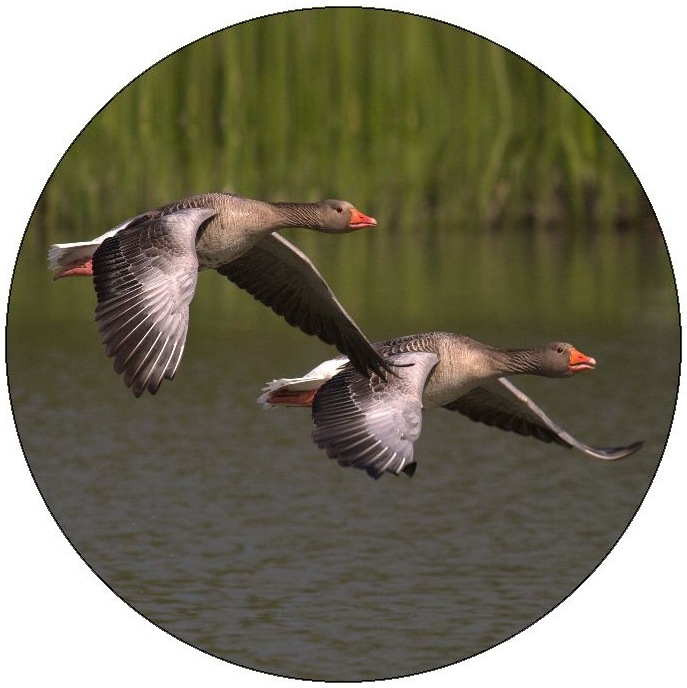 Waterfowl Pinback Button and Stickers