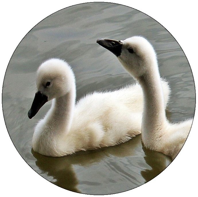 Waterfowl Pinback Button and Stickers