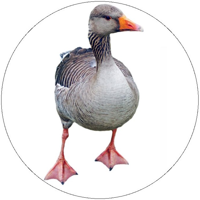 Greylag Pinback Button and Stickers