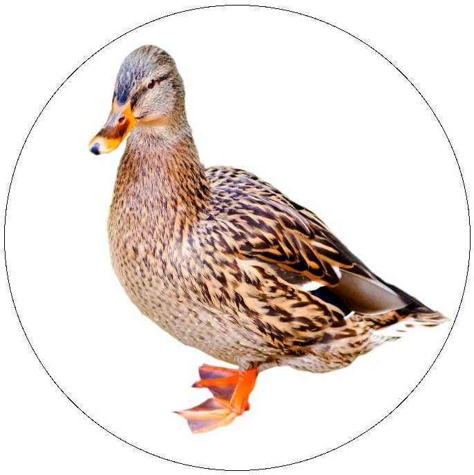 Mallard Pinback Button and Stickers