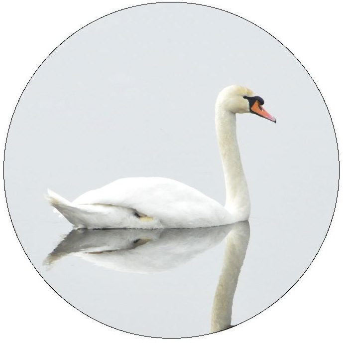 Swan Pinback Button and Stickers