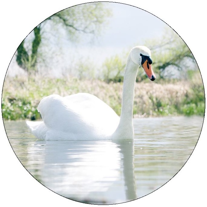 Swan Pinback Button and Stickers