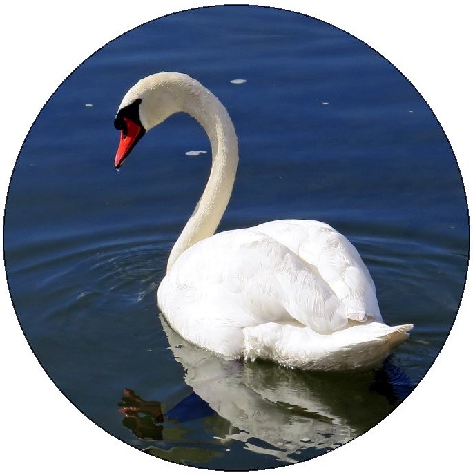 Swan Pinback Button and Stickers