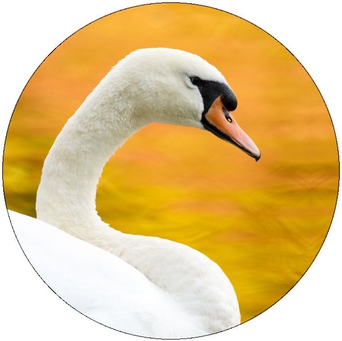 Swan Pinback Button and Stickers