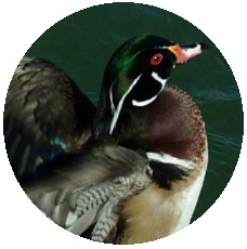 Wood Duck Pinback Button and Stickers
