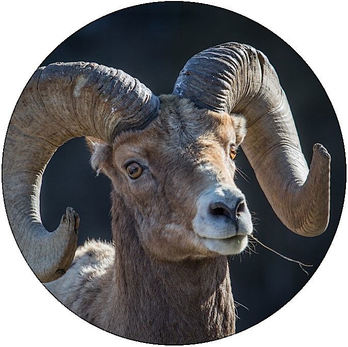 Bighorn Sheep Pinback Buttons and Stickers