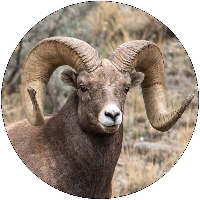 Bighorn Sheep Pinback Buttons and Stickers