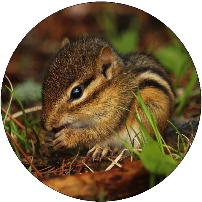 Chipmunk Pinback Buttons and Stickers