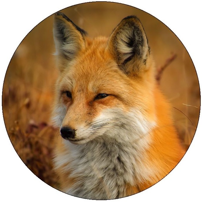 Foxes Pinback Buttons and Stickers