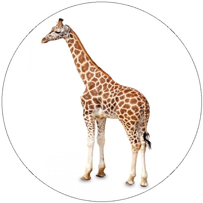 Giraffe Pinback Buttons and Stickers