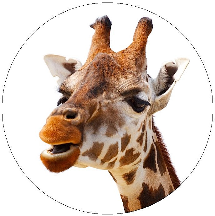 Giraffe Pinback Buttons and Stickers