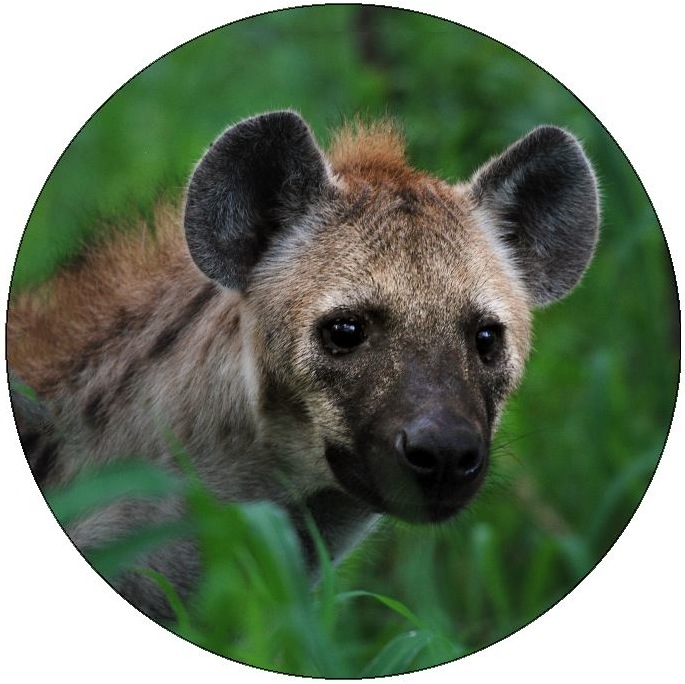 Hyena Pinback Buttons and Stickers