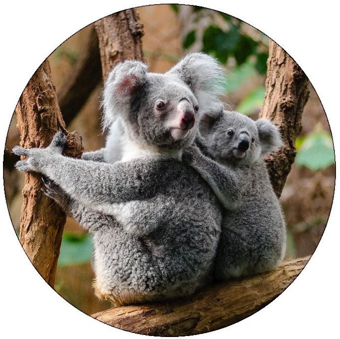 Koala Bear Pinback Buttons and Stickers
