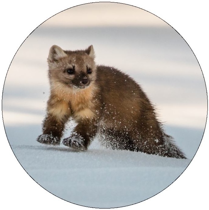 Marten Pinback Buttons and Stickers