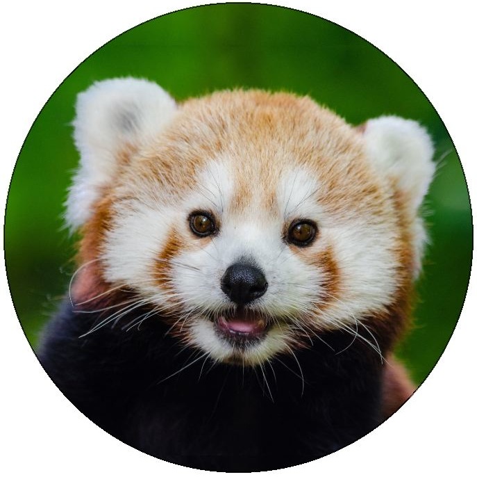 Red Panda Pinback Buttons and Stickers