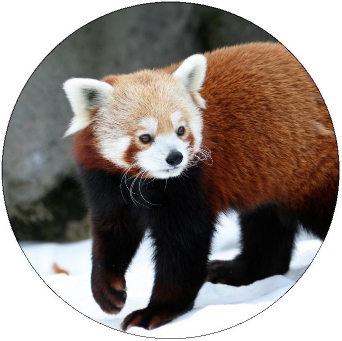 Red Panda Pinback Buttons and Stickers