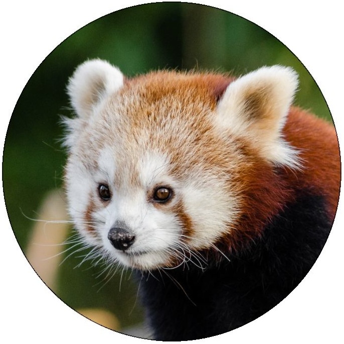 Red Panda Pinback Buttons and Stickers