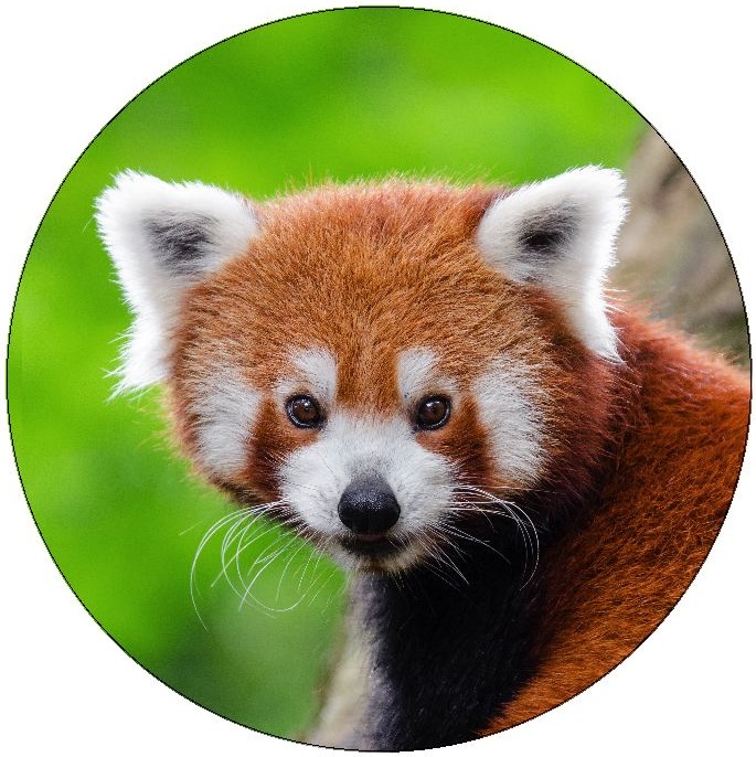 Red Panda Pinback Buttons and Stickers