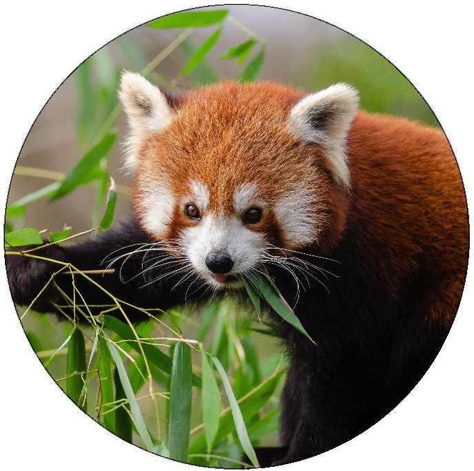 Red Panda Pinback Buttons and Stickers