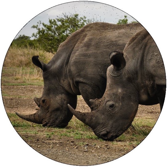 Rhinoceros Pinback Buttons and Stickers