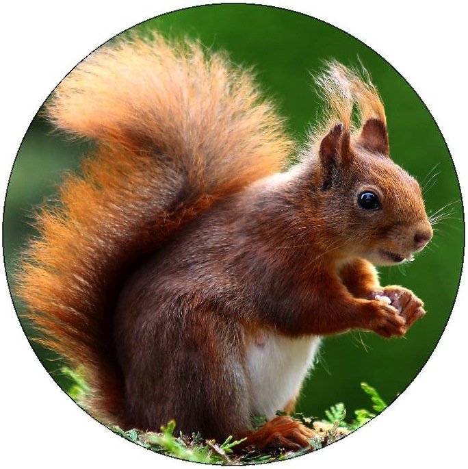 Squirrel Pinback Buttons and Stickers