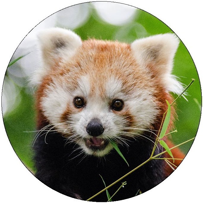 Red Panda Pinback Buttons and Stickers