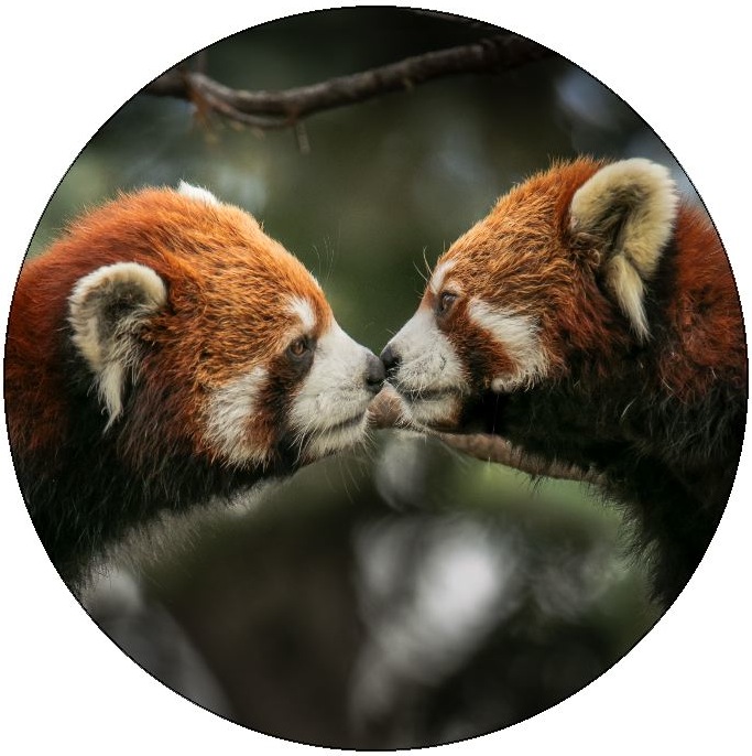 Red Panda Pinback Buttons and Stickers
