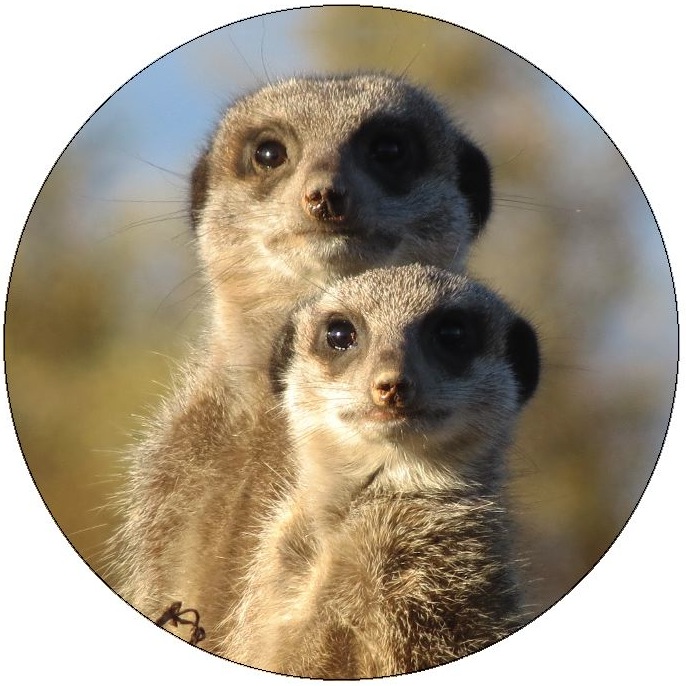 Wildlife Pinback Buttons and Stickers