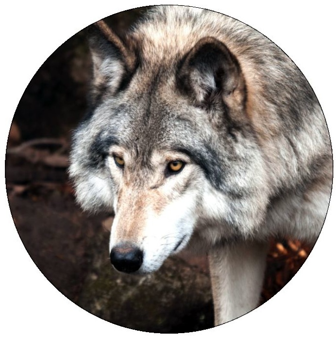 Wolf Pinback Buttons and Stickers