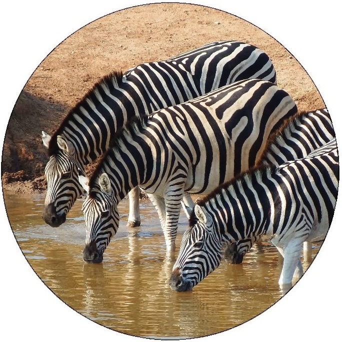 Zebra Pinback Buttons and Stickers