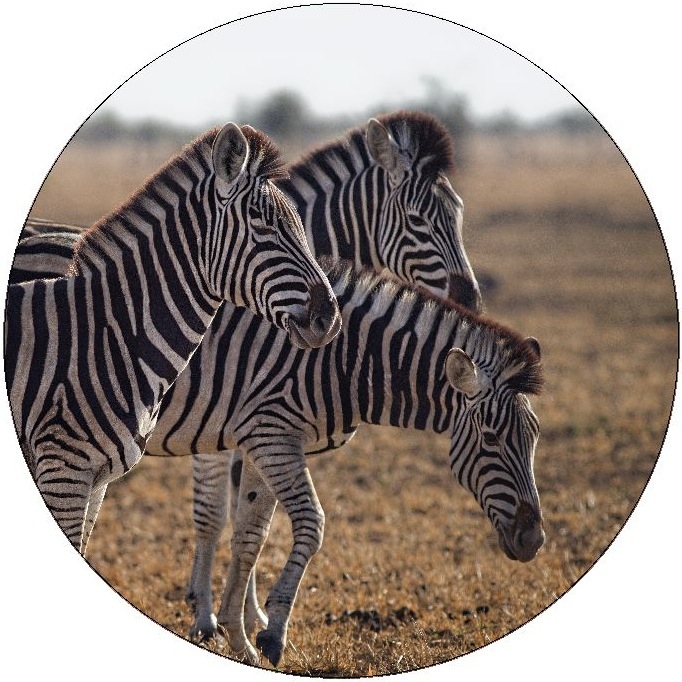 Zebra Pinback Buttons and Stickers