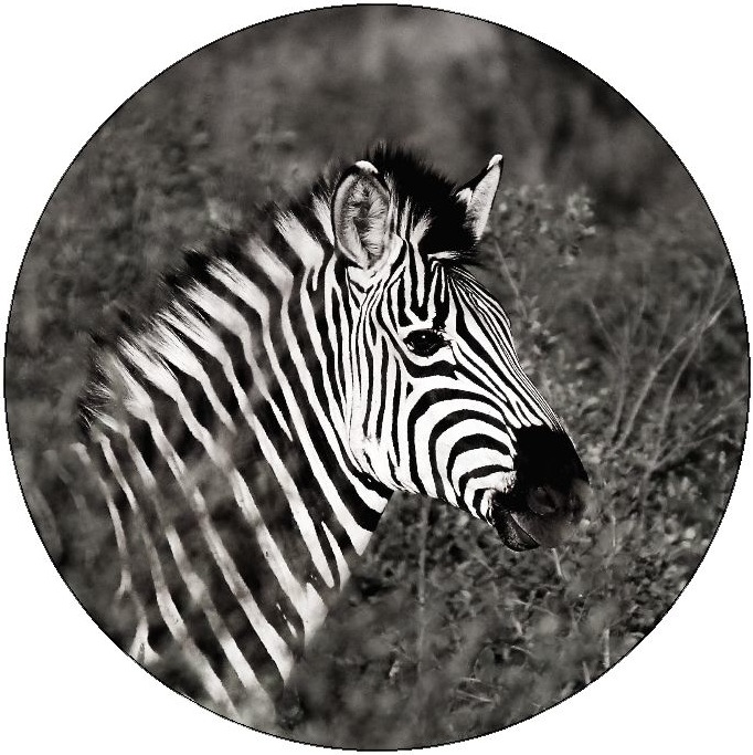 Zebra Pinback Buttons and Stickers