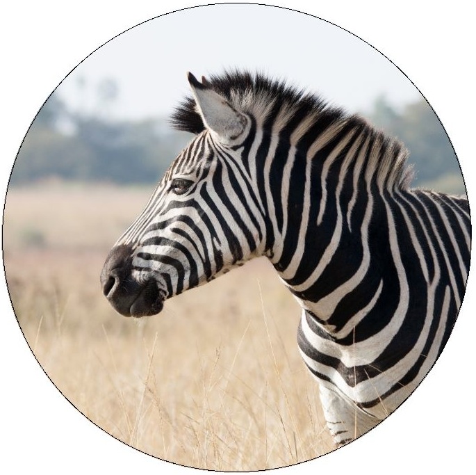 Zebra Pinback Buttons and Stickers