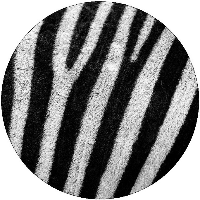 Zebra Pinback Buttons and Stickers